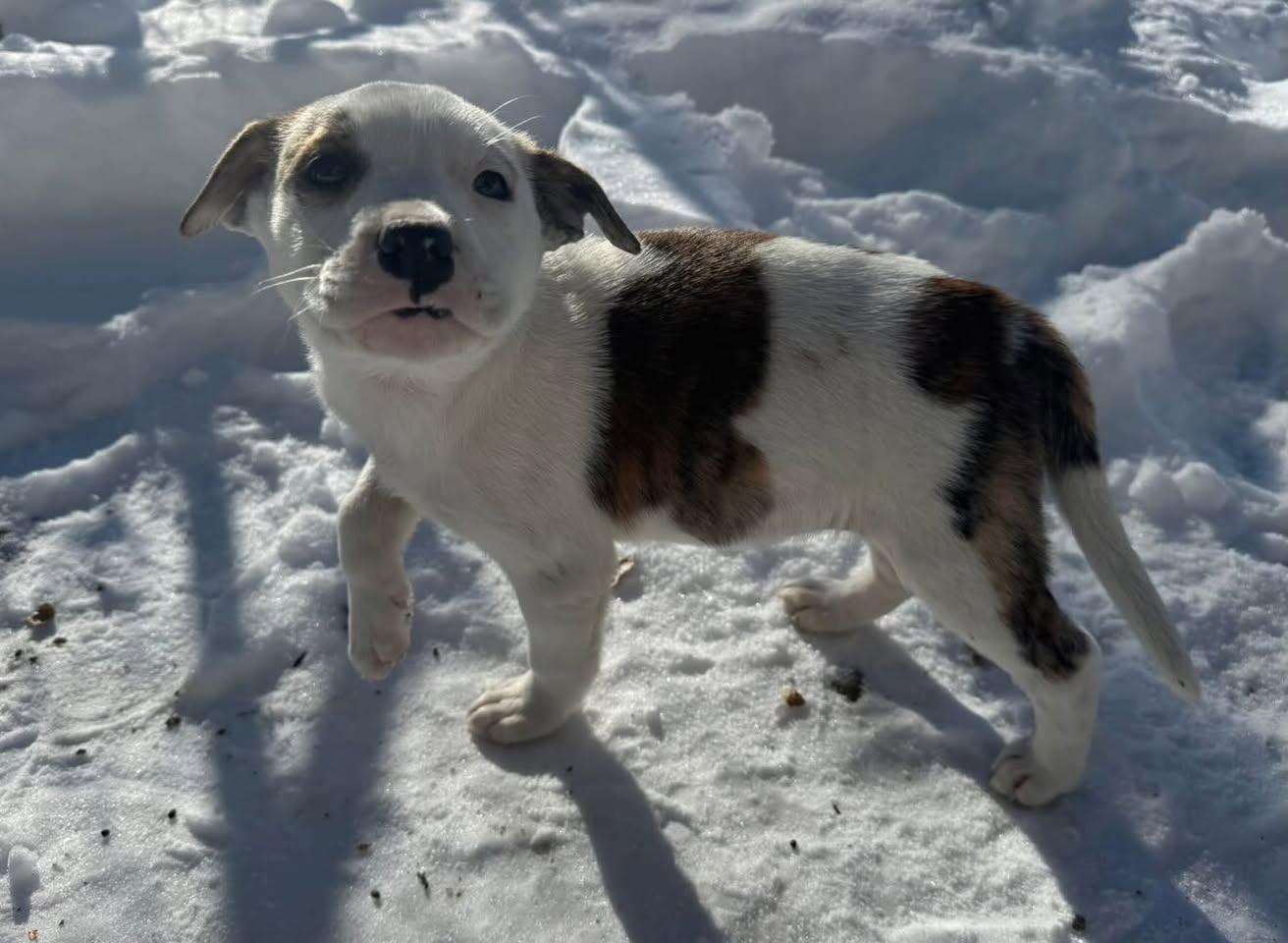 Freeze, ADOPTABLE, Puppy Female Mixed Breed.