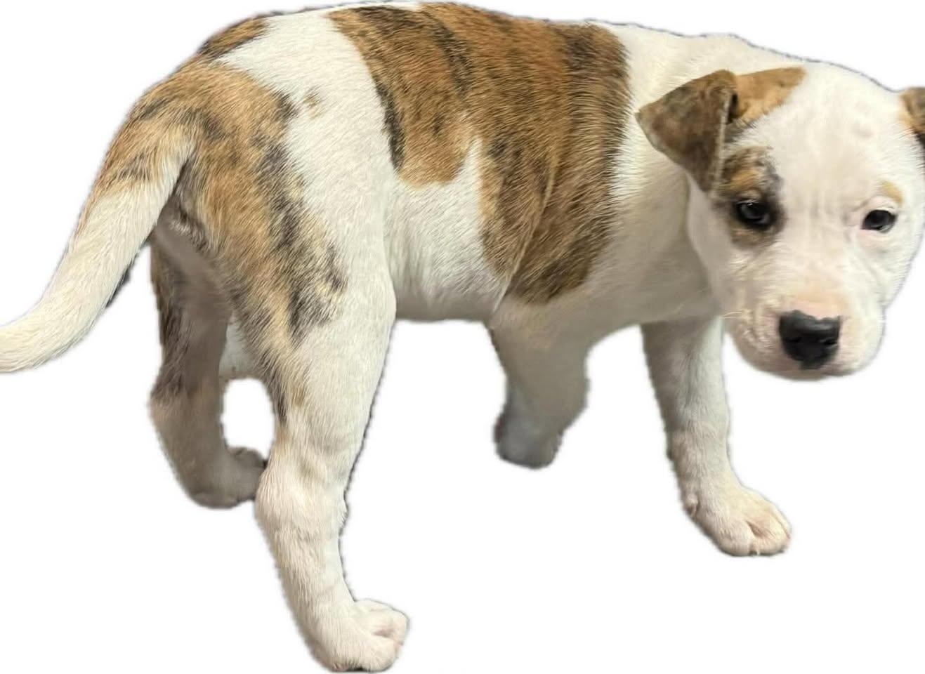 Enlarge Freeze, an adopted Mixed Breed in St. Albans, VT image 4/4