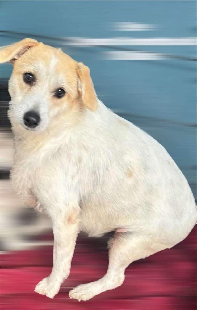 Eve, a Adoptable Jack Russell Terrier in San Francisco, CA image 1/3