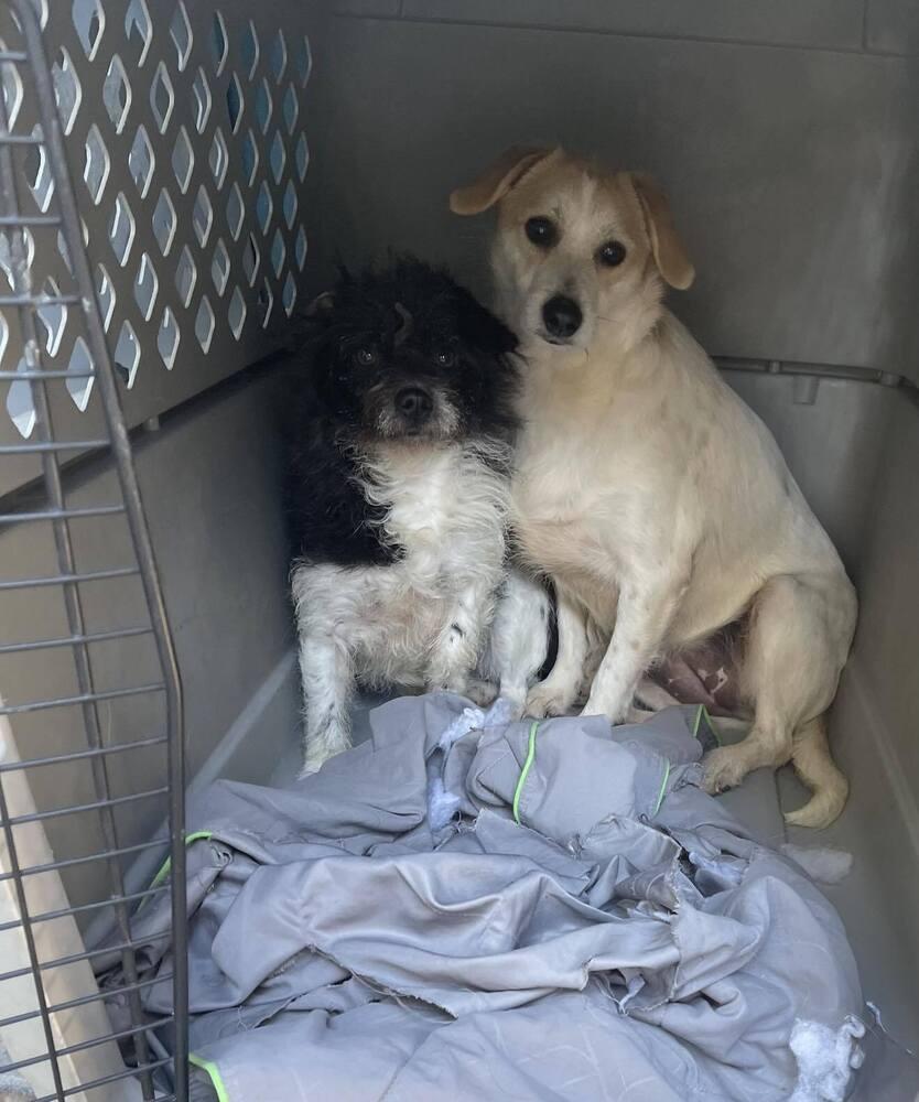 Eve, a Adoptable Jack Russell Terrier in San Francisco, CA image 2/3