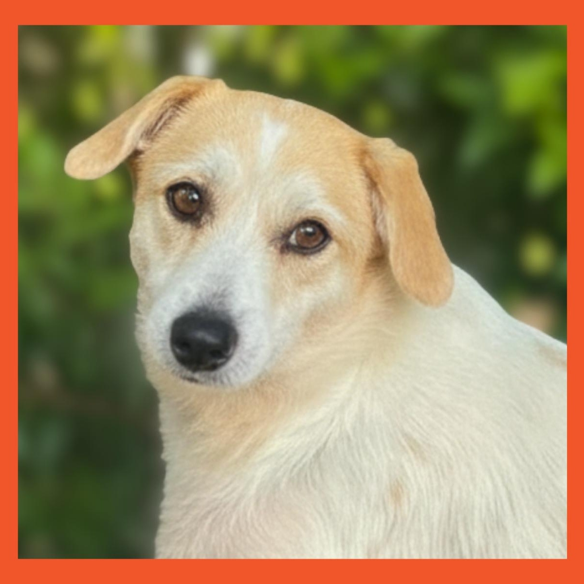 Eve, Adoptable, Adult Female Jack Russell Terrier.
