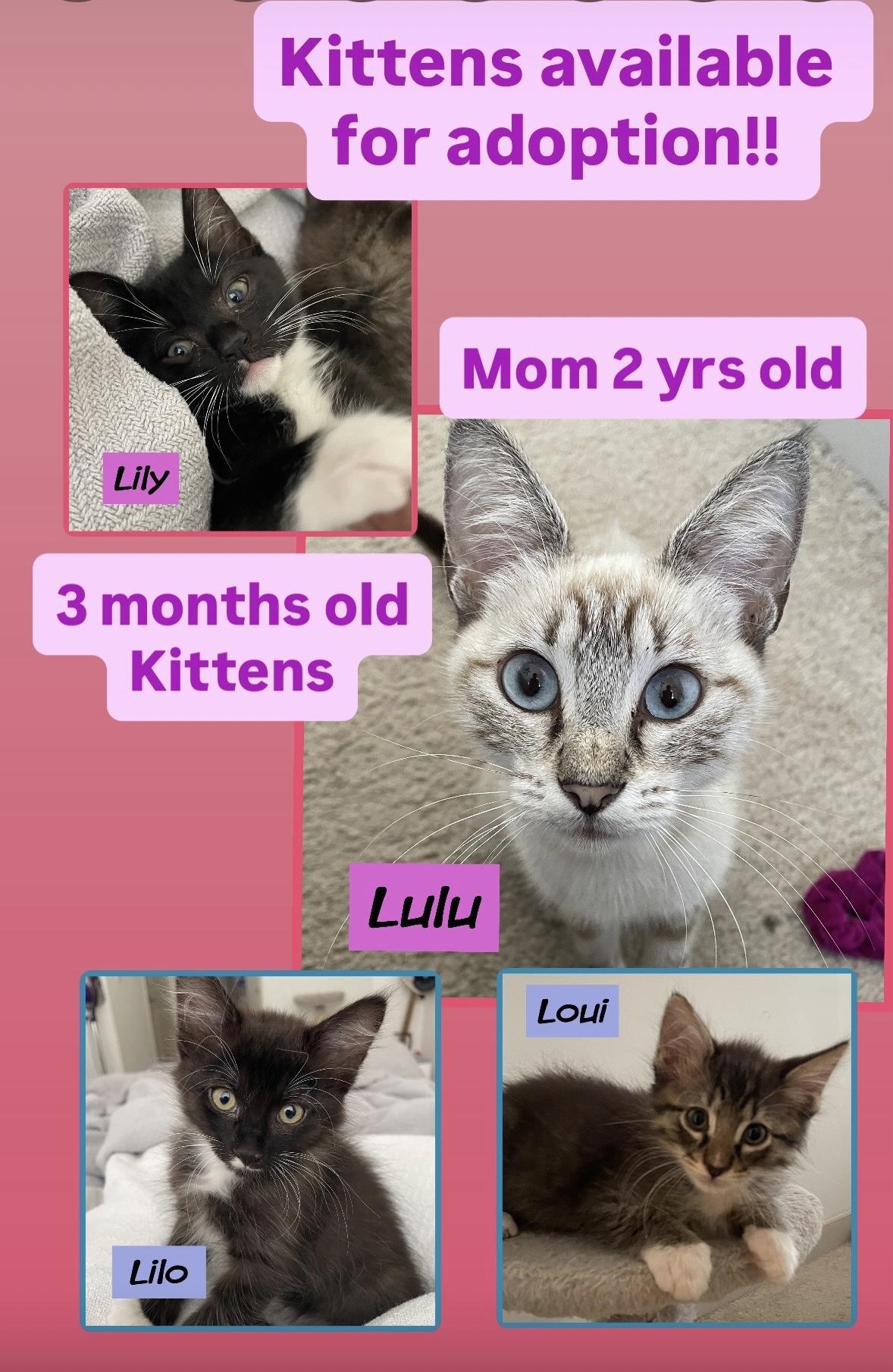 Loui, a Adopted Domestic Medium Hair in Miami, FL image 2/2