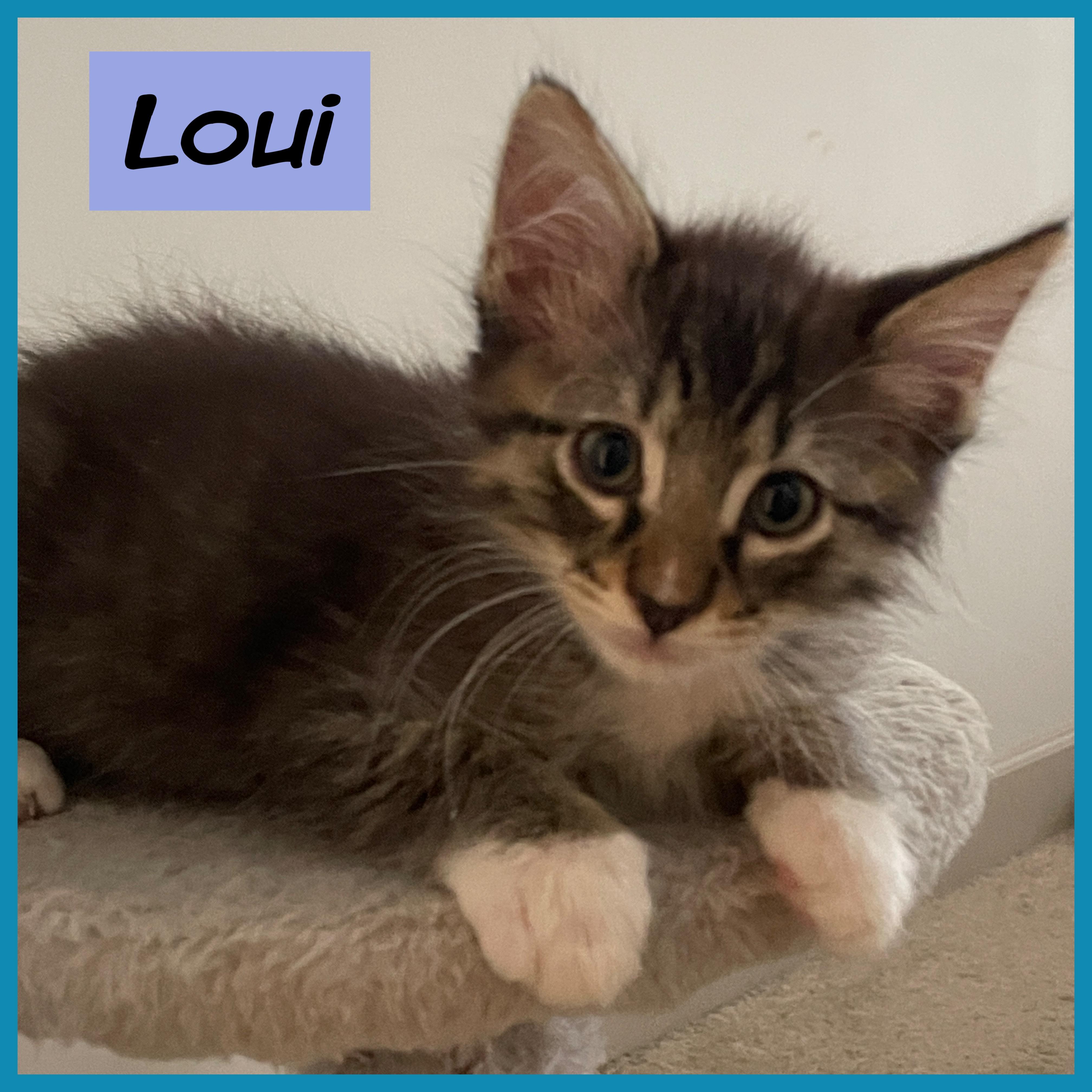 Loui, Adopted, Young Male Domestic Medium Hair.
