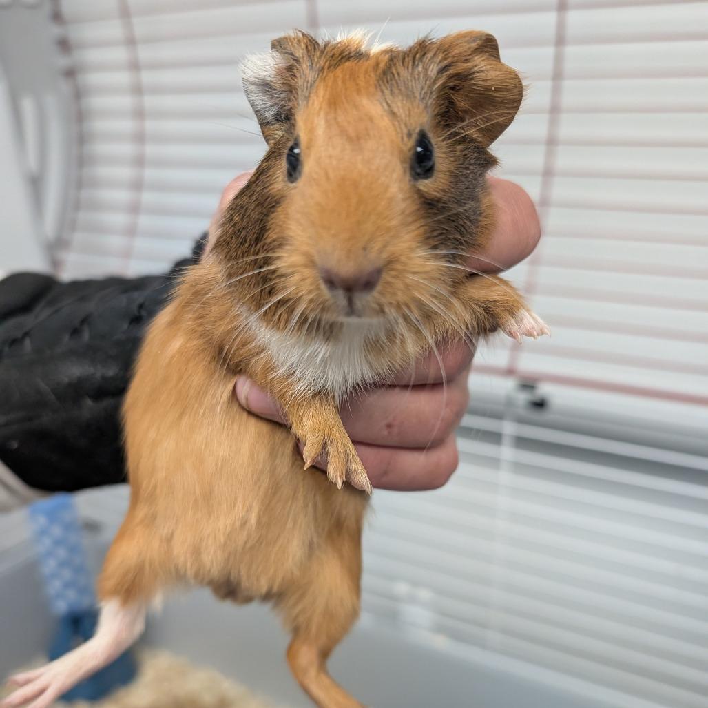 Enlarge Sloth, a Adoptable Guinea Pig in Watertown, NY image 1/3