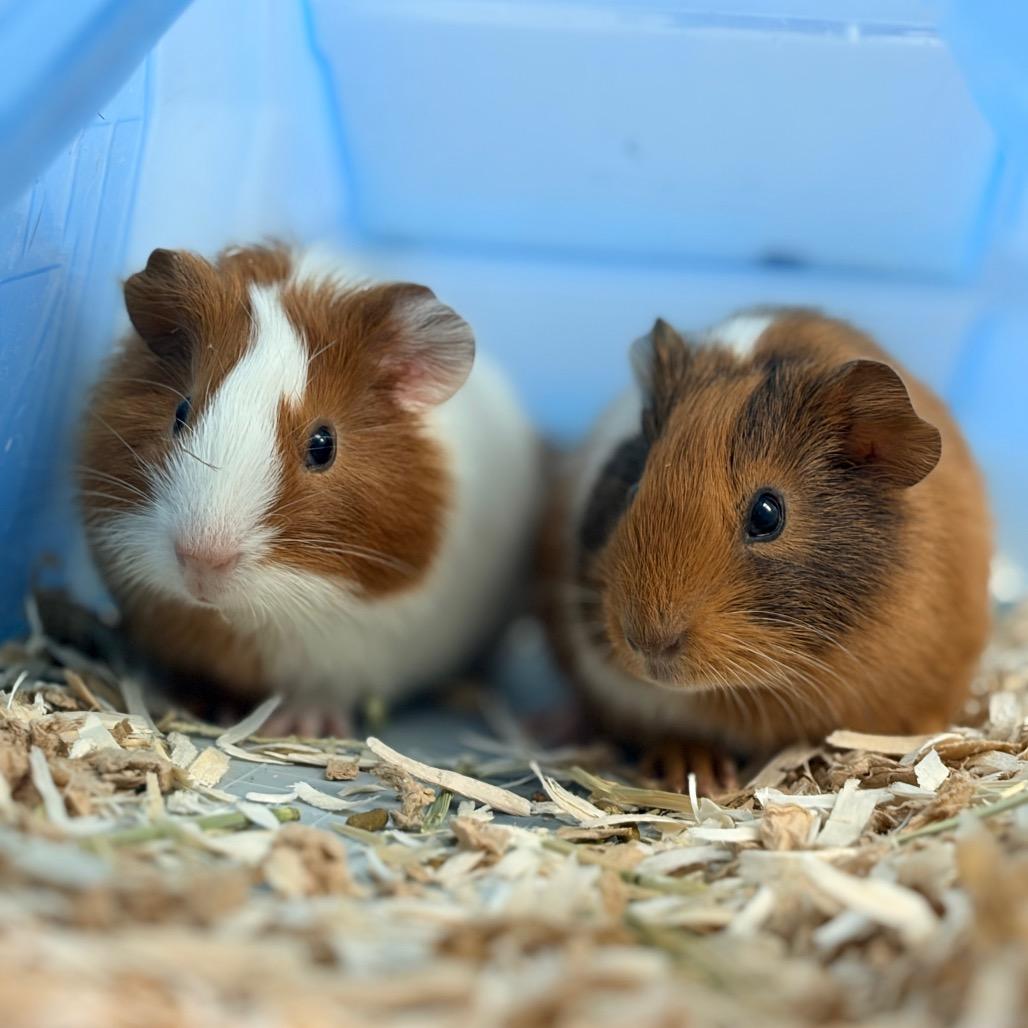 Enlarge Sloth, a Adoptable Guinea Pig in Watertown, NY image 2/3