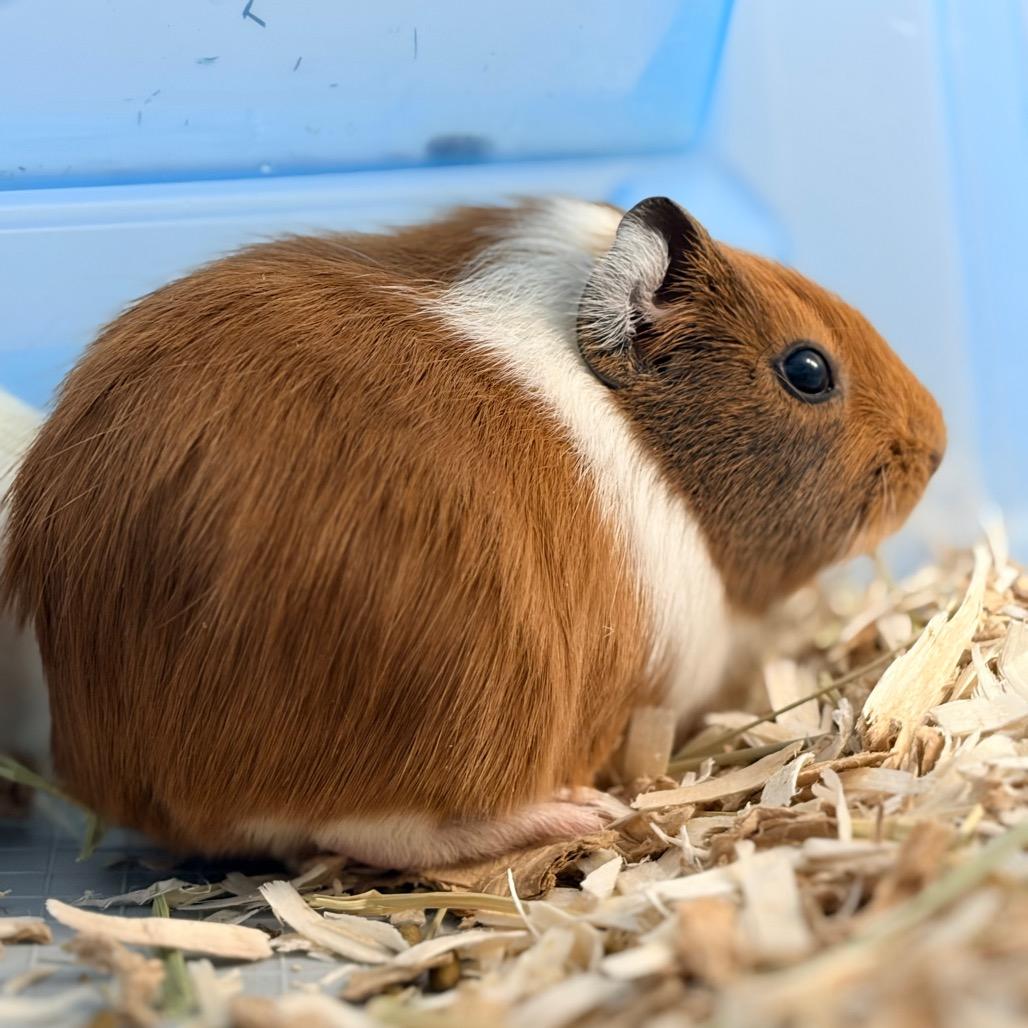 Enlarge Sloth, a Adoptable Guinea Pig in Watertown, NY image 3/3