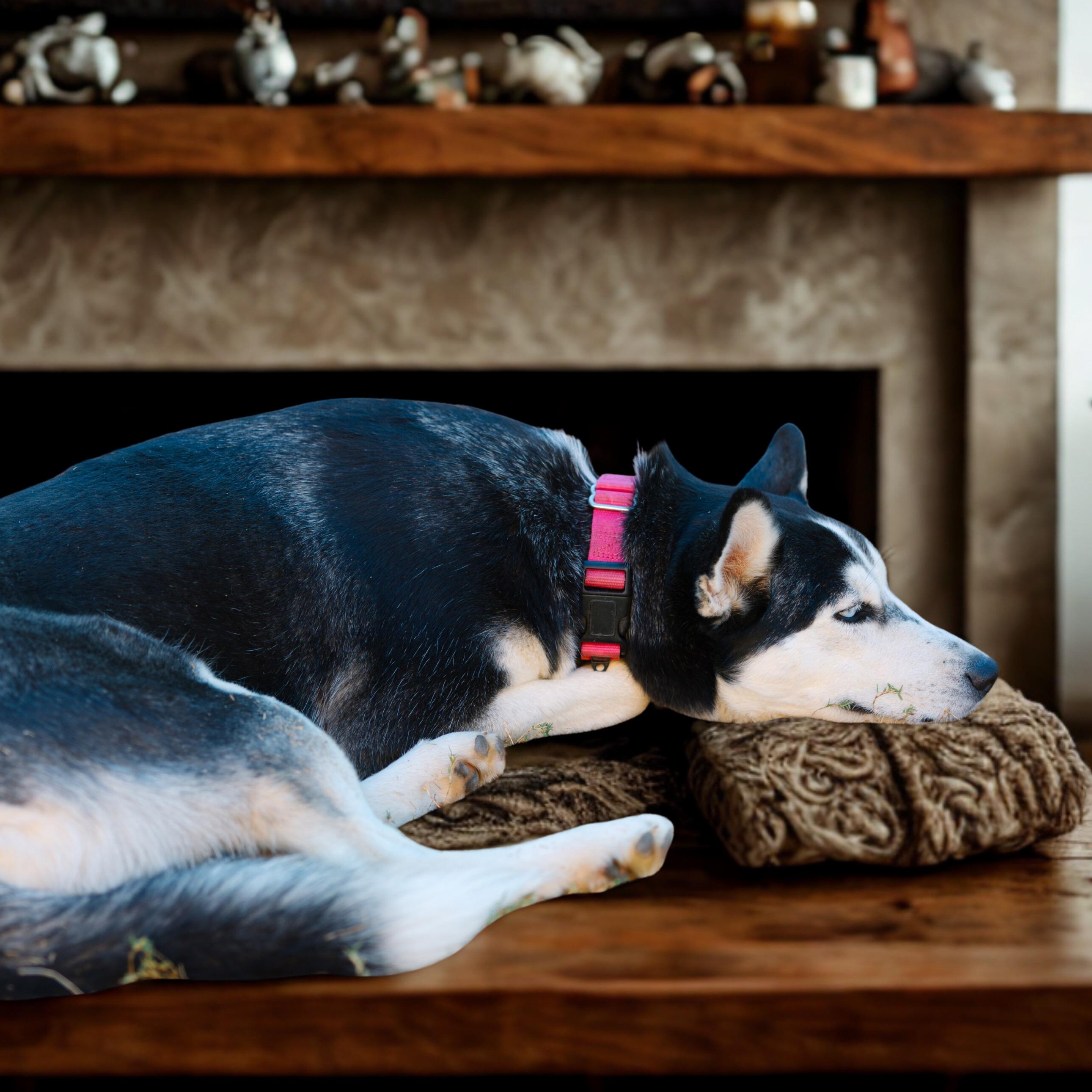 Enlarge Sprite, a Adoptable mixed breed in Portland, OR image 4/6