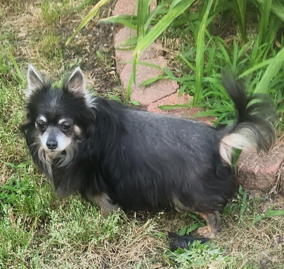 William Gatlin, a Adoptable Chihuahua in Saunderstown, RI image 1/3