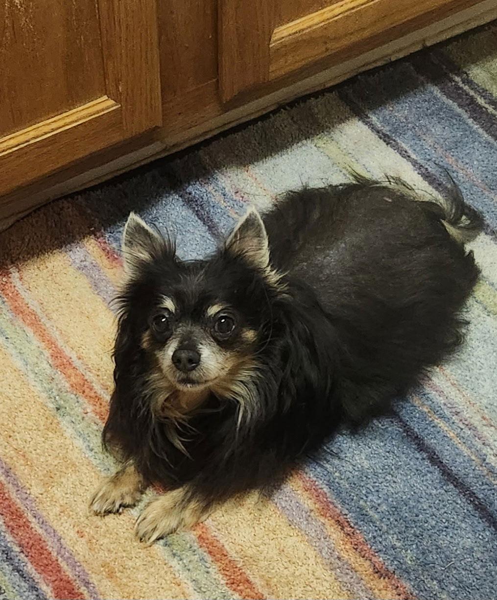 William Gatlin, a Adoptable Chihuahua in Saunderstown, RI image 3/3