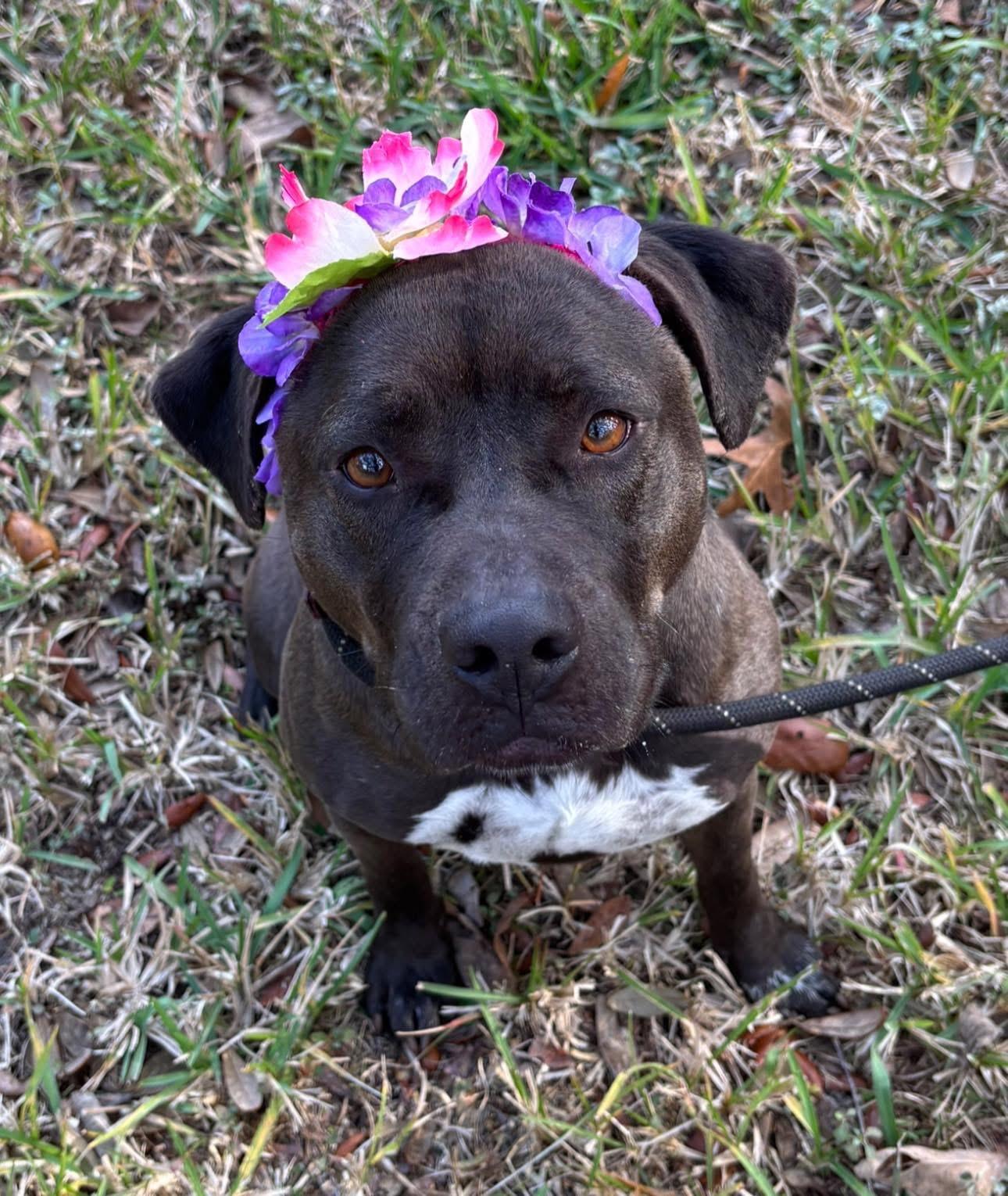 Betty, an adoptable mixed breed in Inverness, FL image 2/5