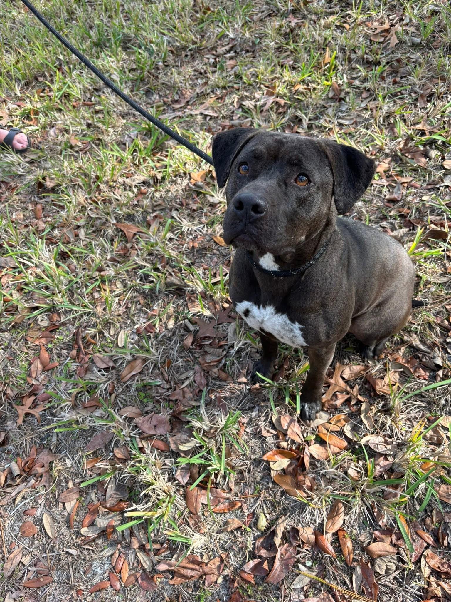 Betty, an adoptable mixed breed in Inverness, FL image 4/5
