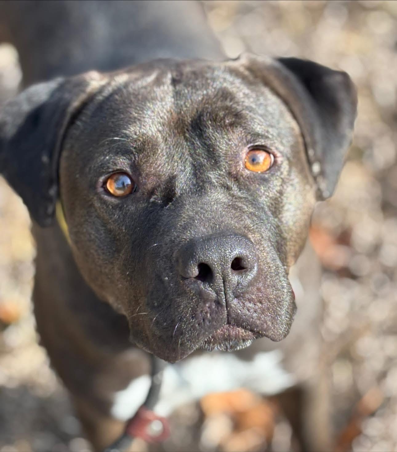 Betty, an adoptable mixed breed in Inverness, FL image 1/5