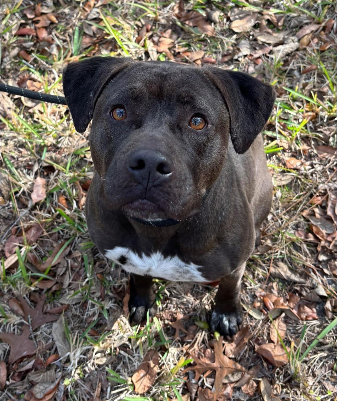 Enlarge Betty, an adoptable mixed breed in Inverness, FL image 3/5