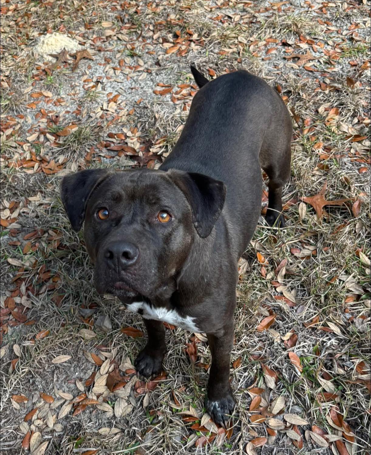 Enlarge Betty, an adoptable mixed breed in Inverness, FL image 5/5