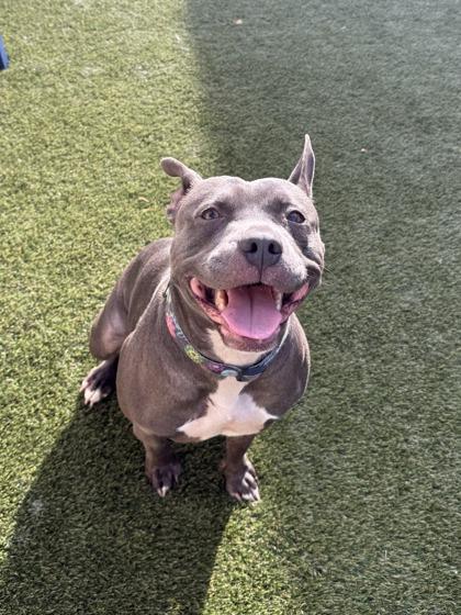 Enlarge Roxie, a Adoptable mixed breed in Lafayette, IN image 1/2