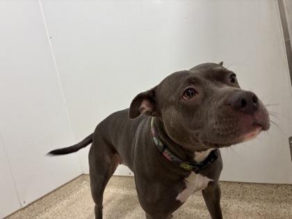 Enlarge Roxie, a Adoptable mixed breed in Lafayette, IN image 1/1