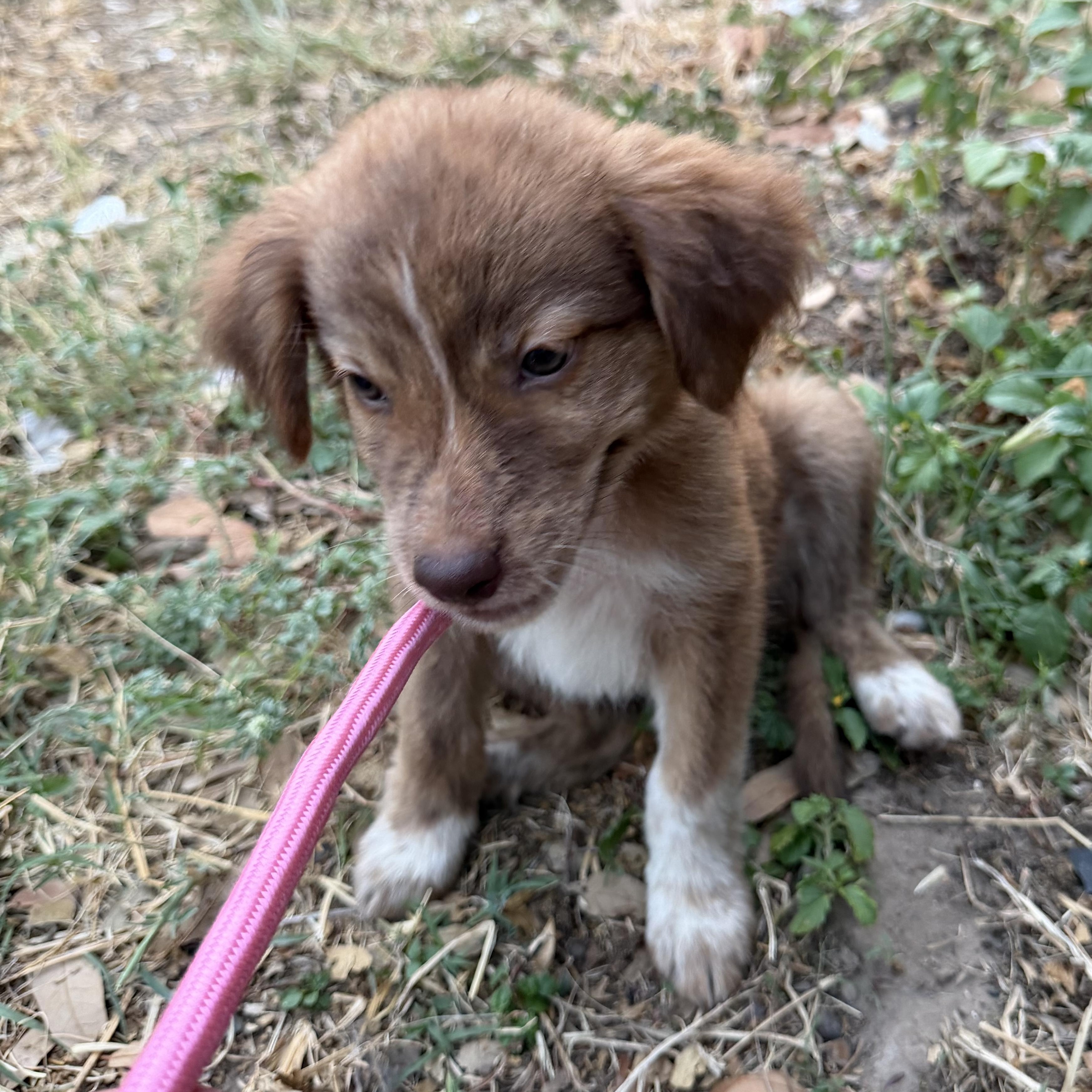 Enlarge Ember, a Adopted mixed breed in Minneapolis , MN image 3/3