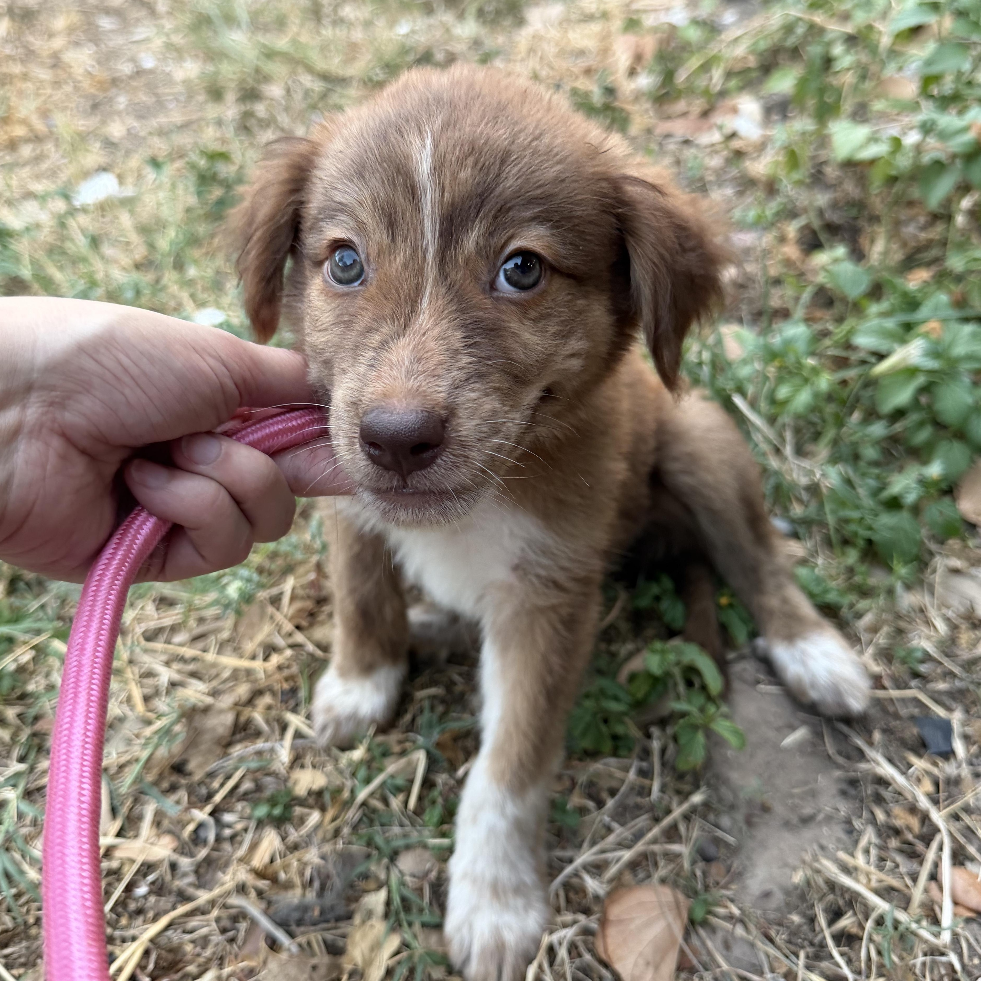 Ember, Adopted, Puppy Female Cattle Dog & Great Pyrenees.