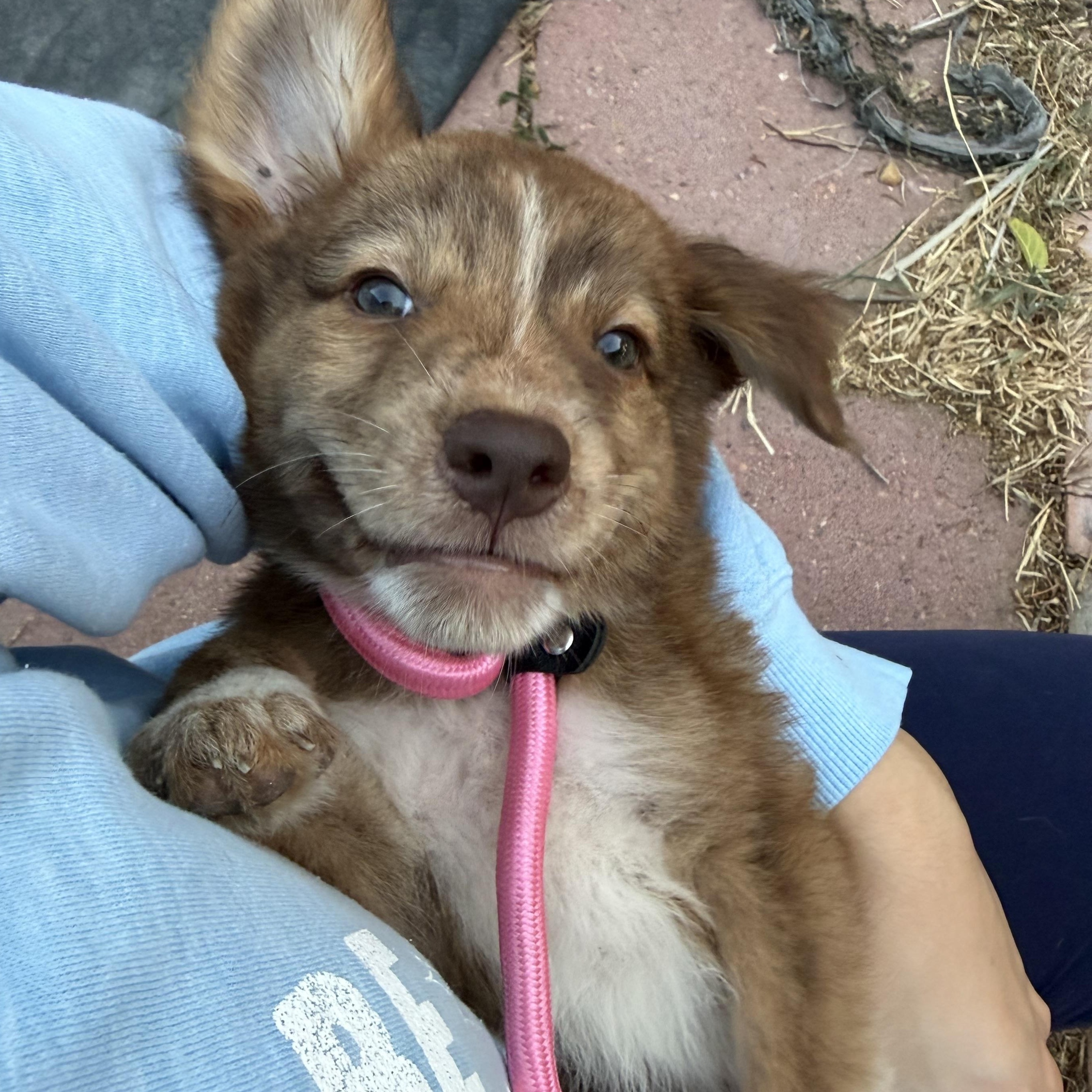 Enlarge Ember, a Adopted mixed breed in Minneapolis , MN image 2/3