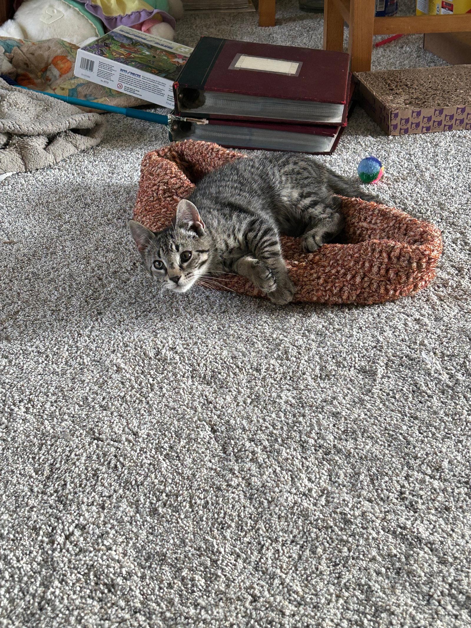 Enlarge Benny, a Adopted Domestic Short Hair in Rochester, NY image 2/2