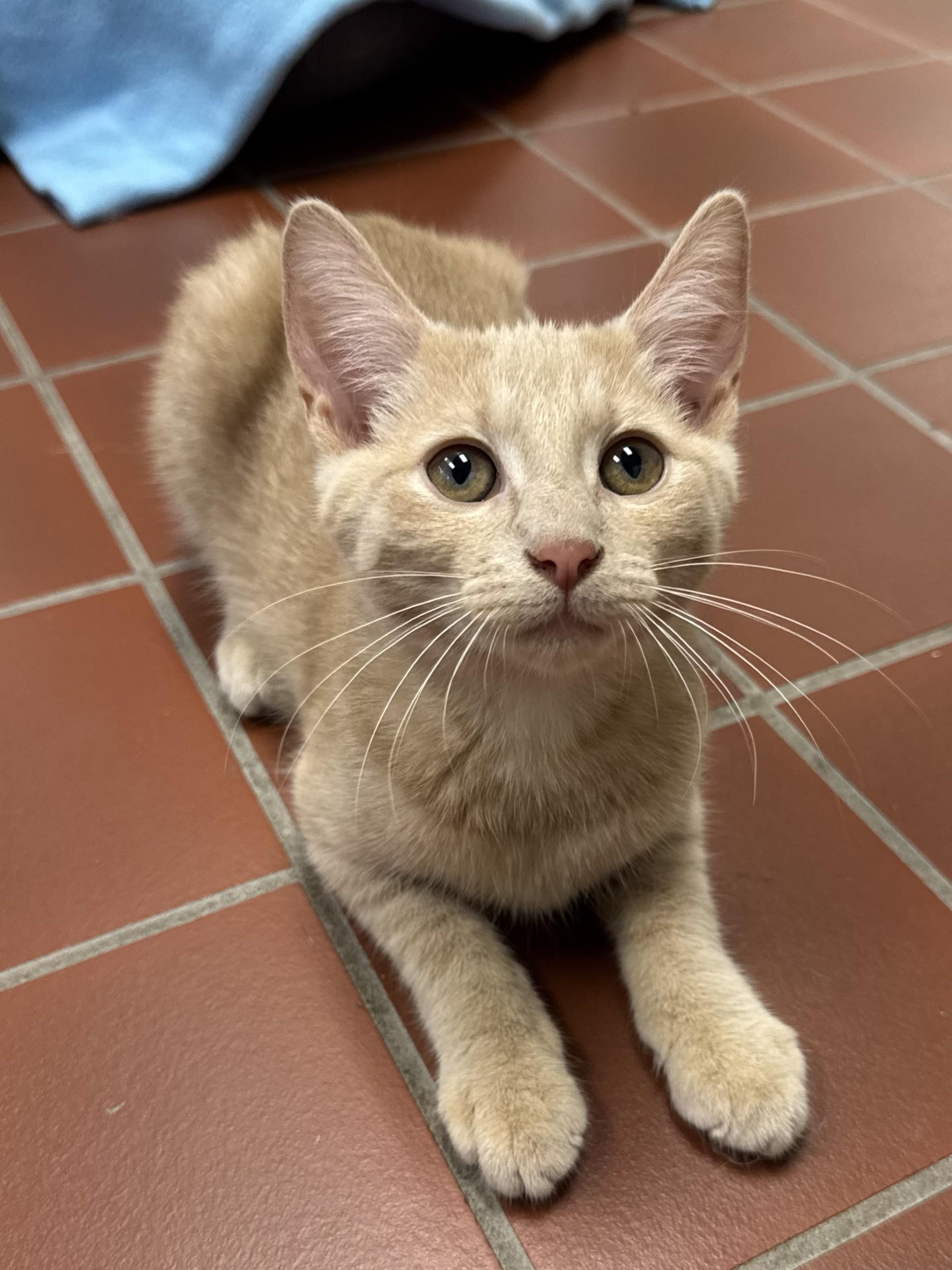 Enlarge Honey, a Adoptable Domestic Short Hair in Battle Creek, MI image 4/4