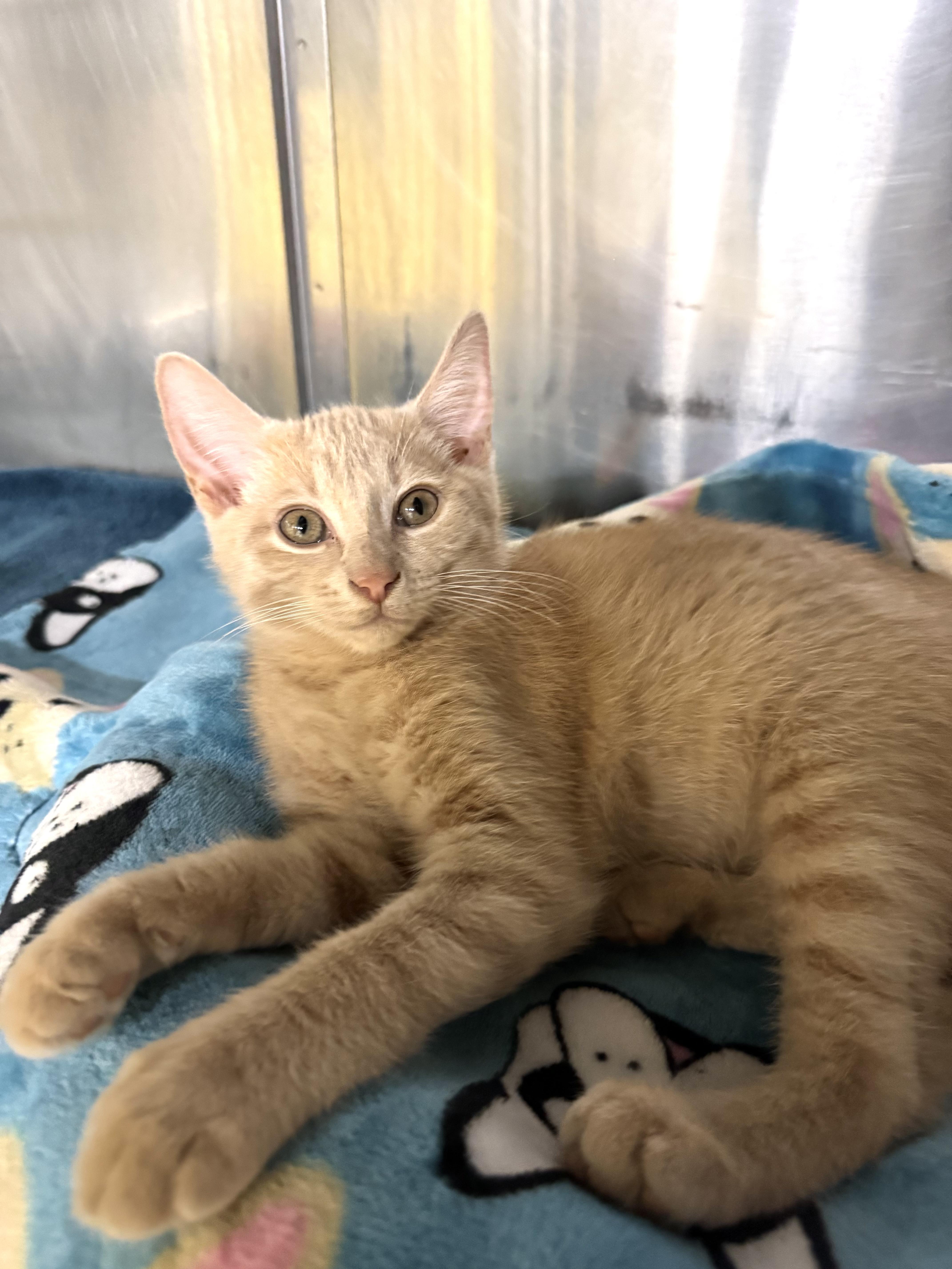 Enlarge Honey, a Adoptable Domestic Short Hair in Battle Creek, MI image 3/4