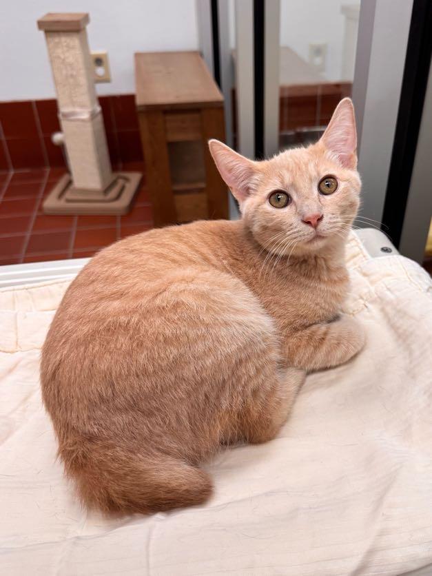 Honey, Adoptable, Kitten Female Domestic Short Hair.