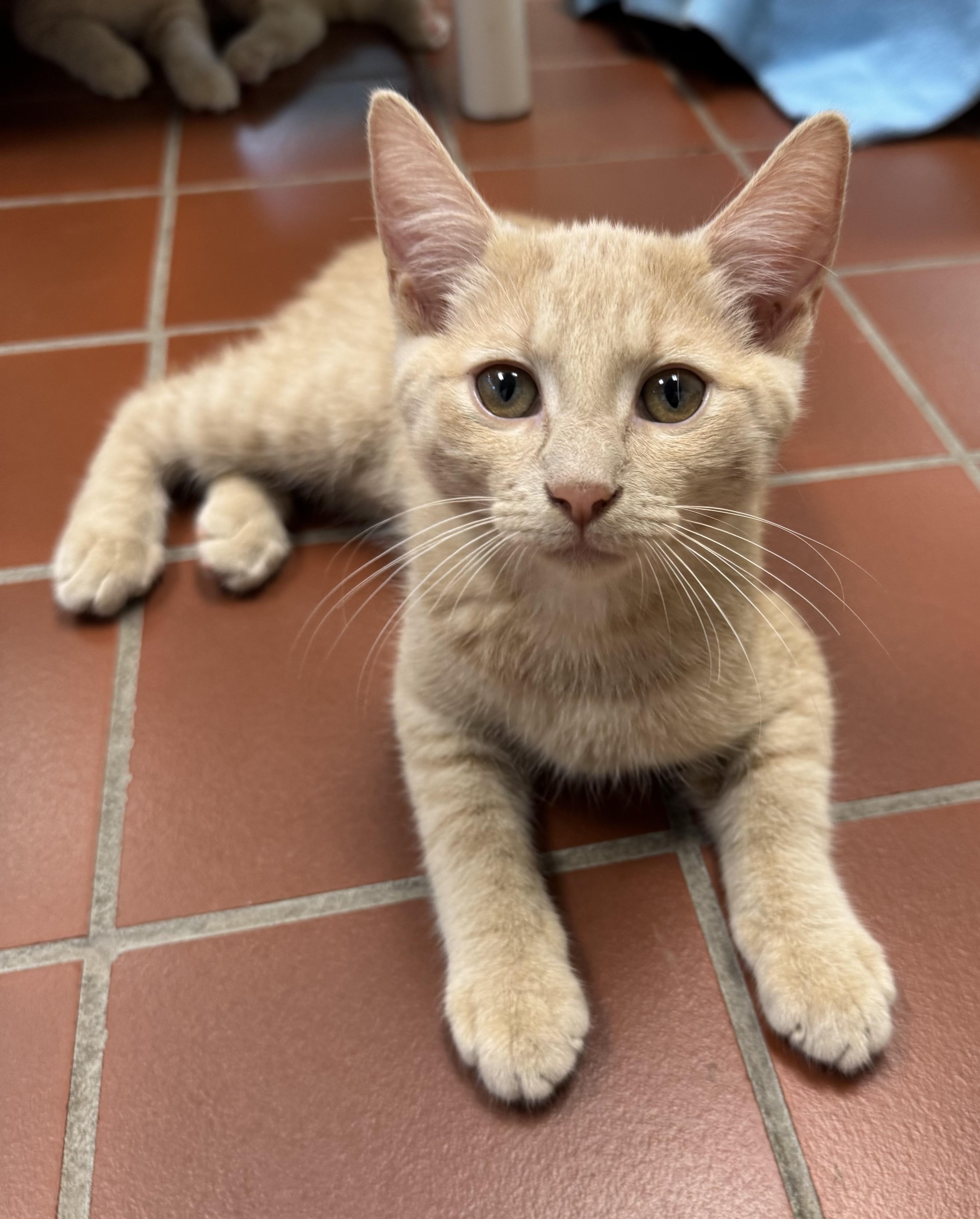 Enlarge Honey, a Adoptable Domestic Short Hair in Battle Creek, MI image 2/4