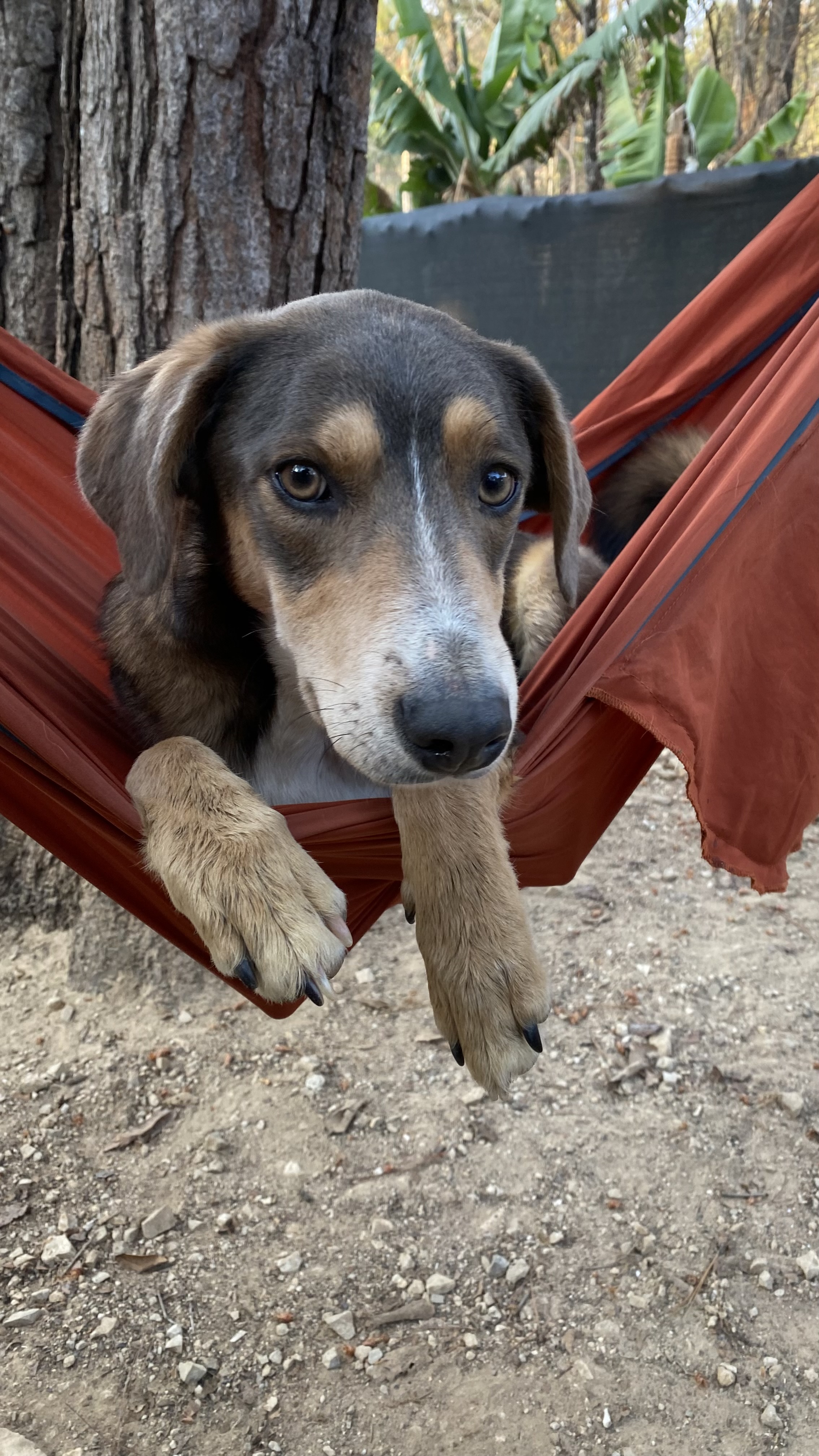 Einar, Young Male Mixed Breed