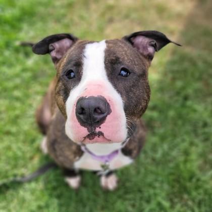 Zarabelle, Adoptable, Adult Female Terrier.