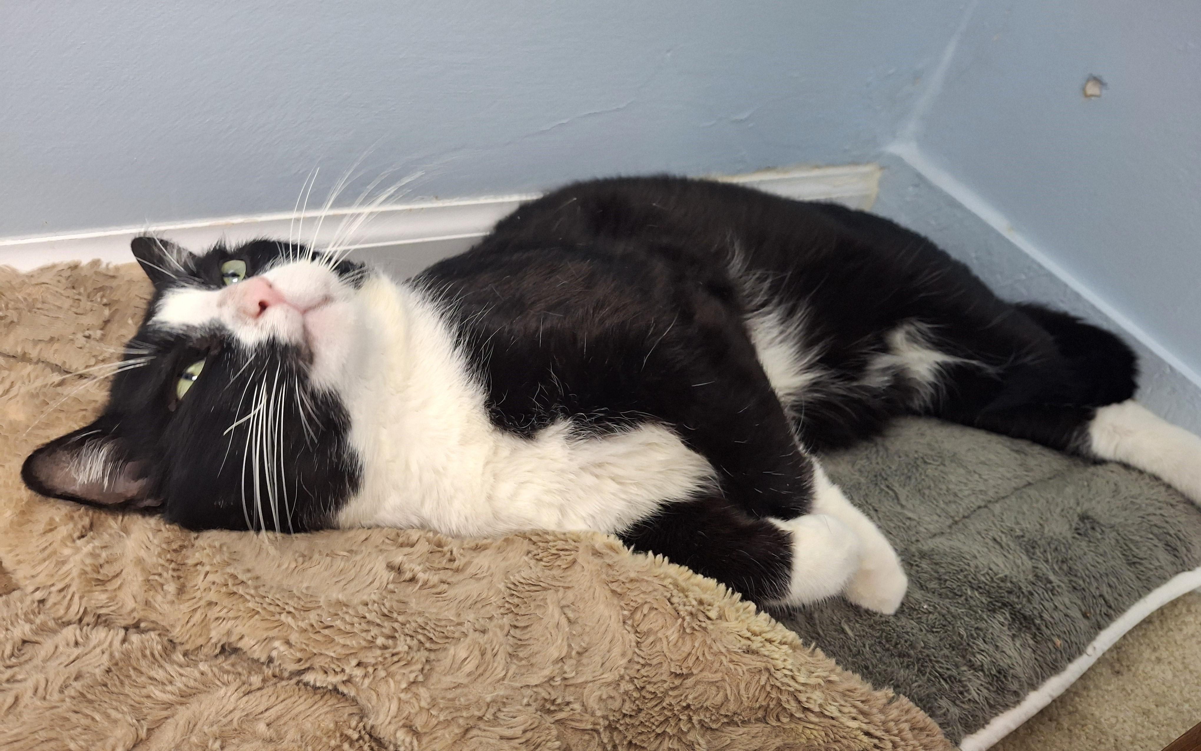 Enlarge Gourd, a ADOPTABLE Tuxedo in Victoria, BC image 3/4