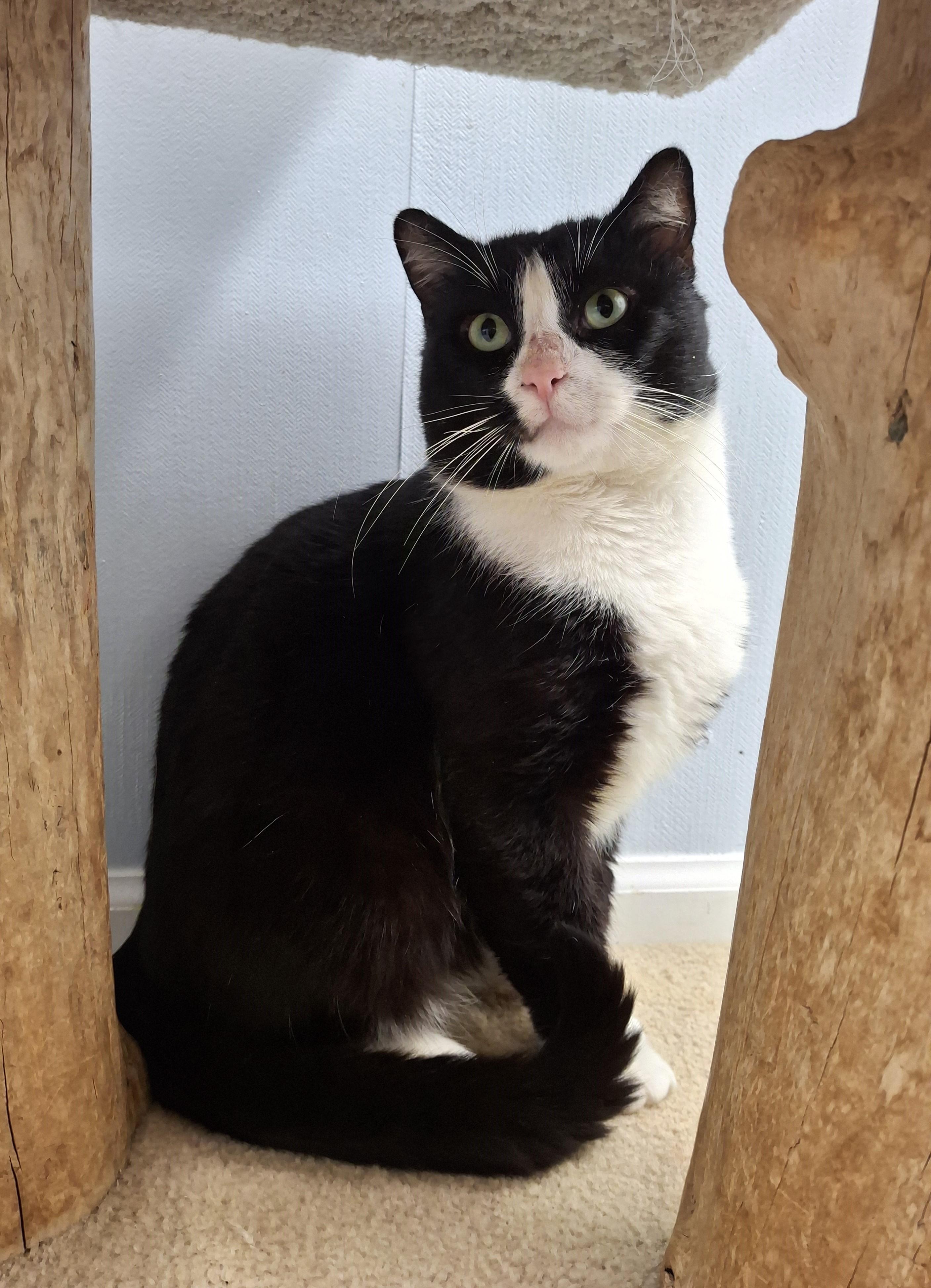 Enlarge Gourd, a ADOPTABLE Tuxedo in Victoria, BC image 4/4