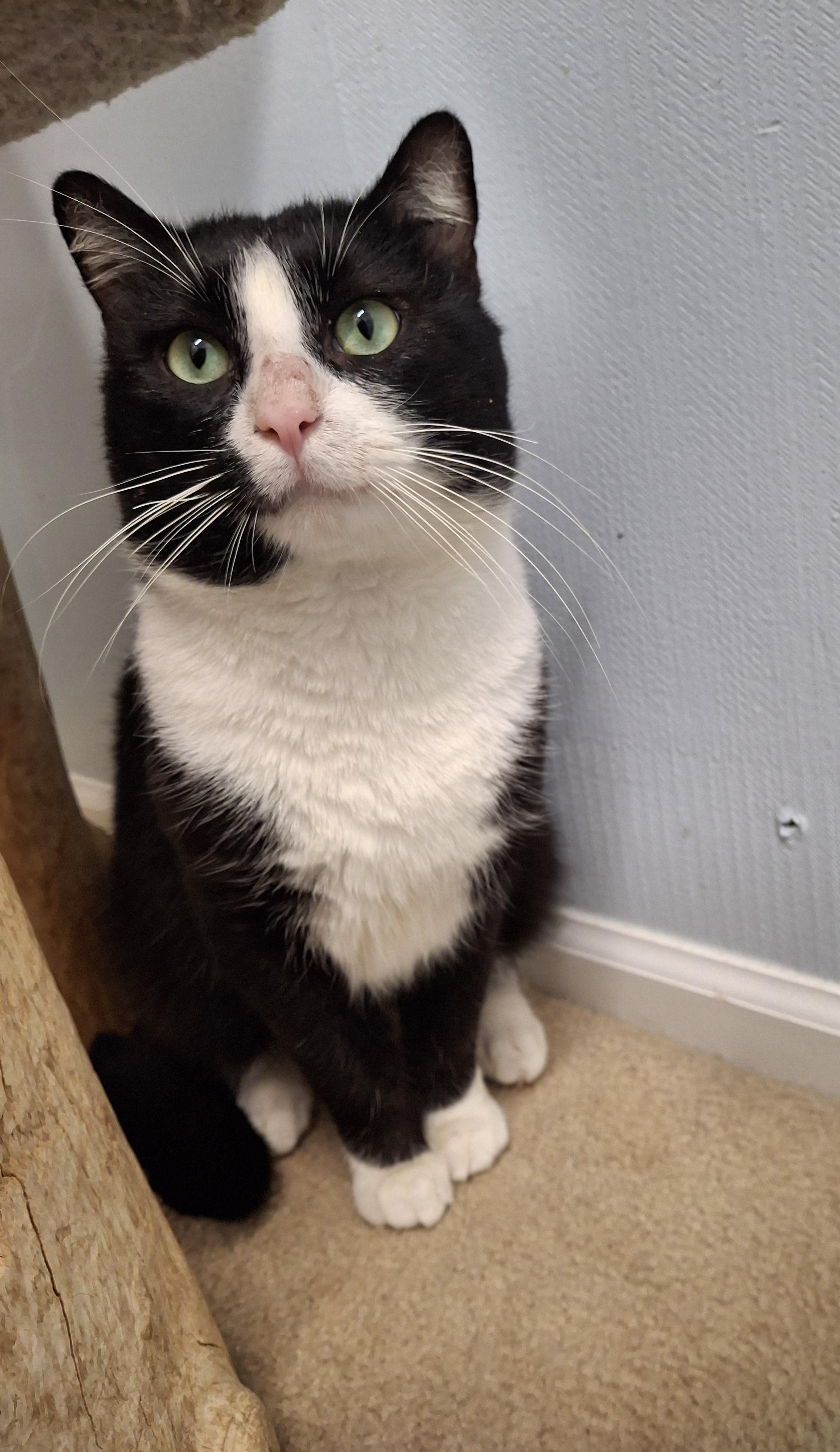 Enlarge Gourd, a ADOPTABLE Tuxedo in Victoria, BC image 2/4