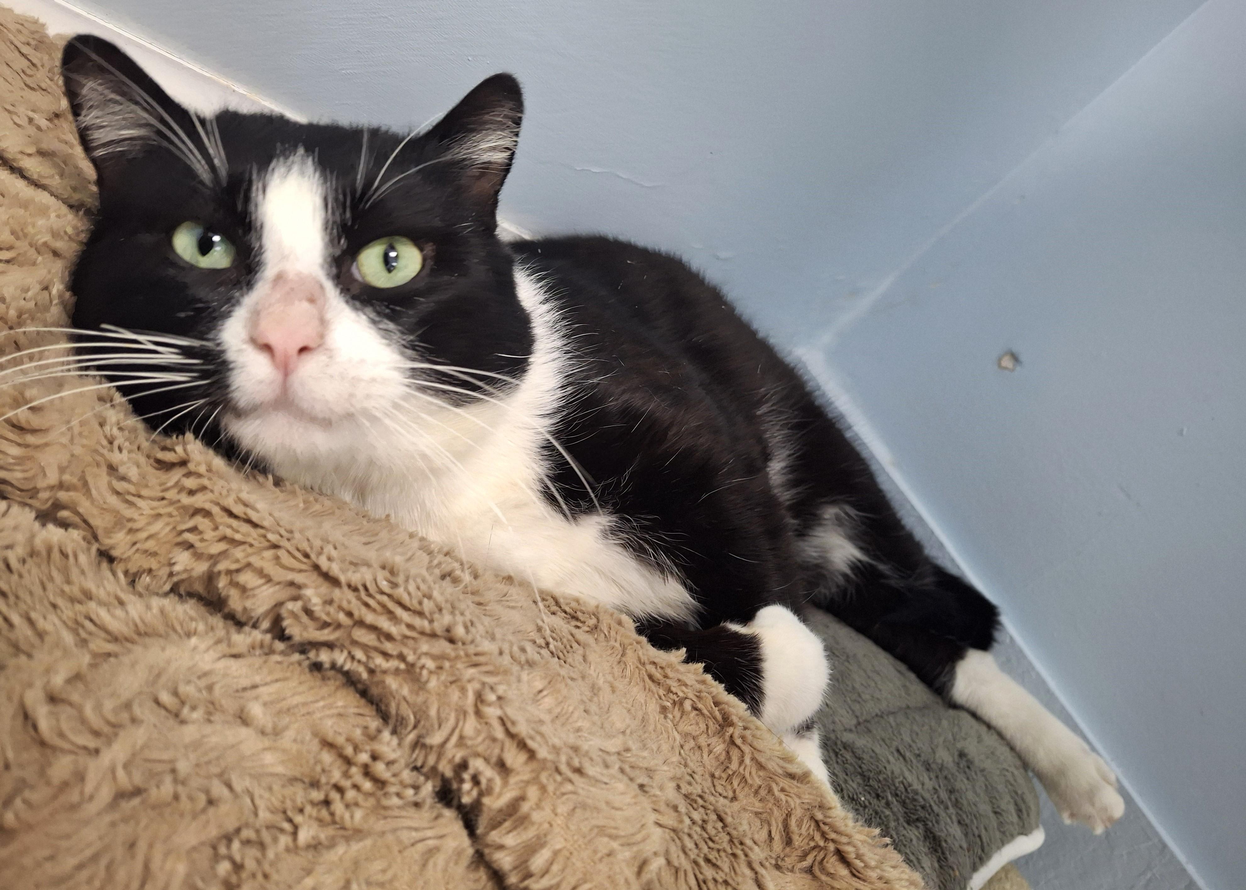 Gourd, ADOPTABLE, Adult Male Tuxedo.