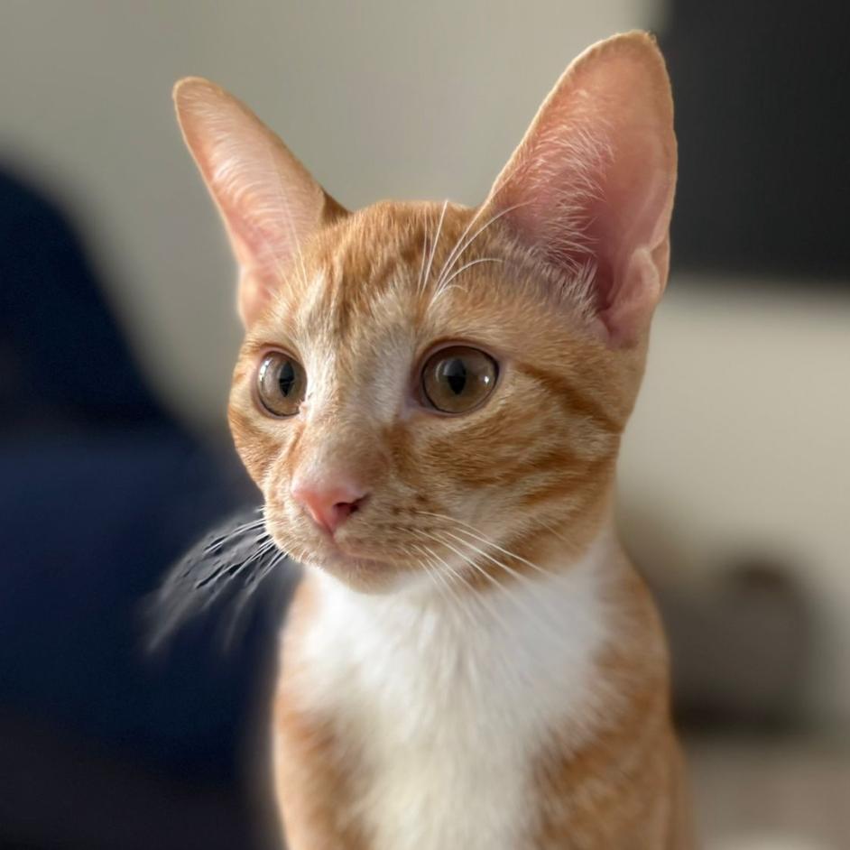 Enlarge Rusty, an adopted Domestic Short Hair in Parkland, FL image 1/2