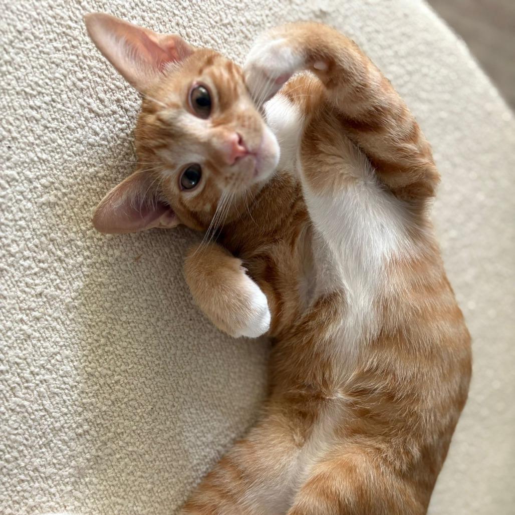 Enlarge Rusty, an adopted Domestic Short Hair in Parkland, FL image 2/2