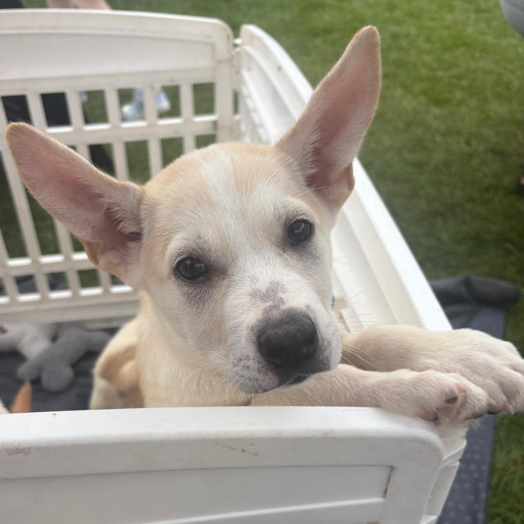 Enlarge Echinacea, a Adoptable Mixed Breed in St. Paul, MN image 1/2