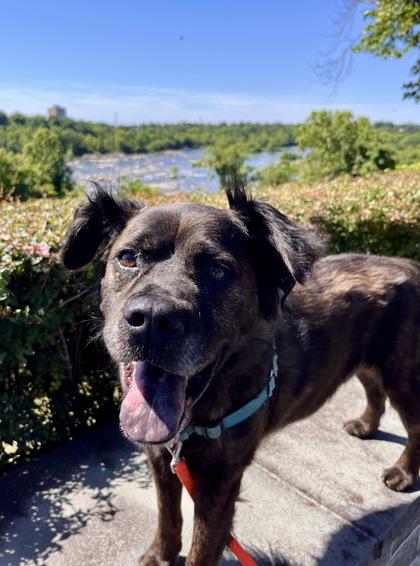Duntada, Adoptable, Adult Male Terrier & Mixed Breed.