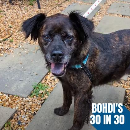 Duntada, a Adoptable mixed breed in Richmond, VA image 2/3