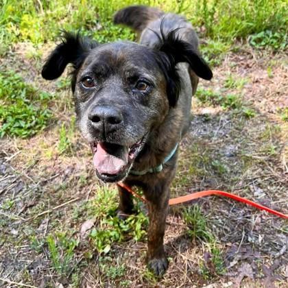Duntada, a Adoptable mixed breed in Richmond, VA image 3/3