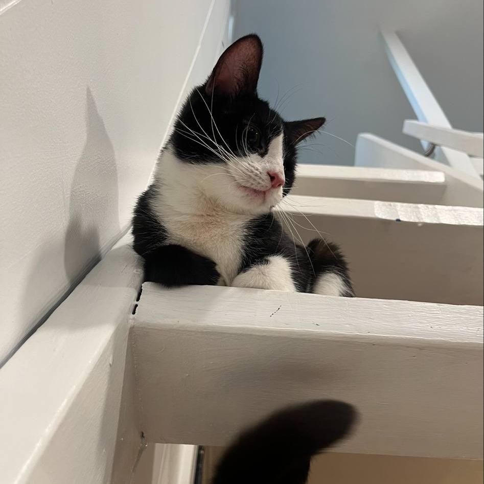 Daisy, Adoptable, Young Female Domestic Short Hair.