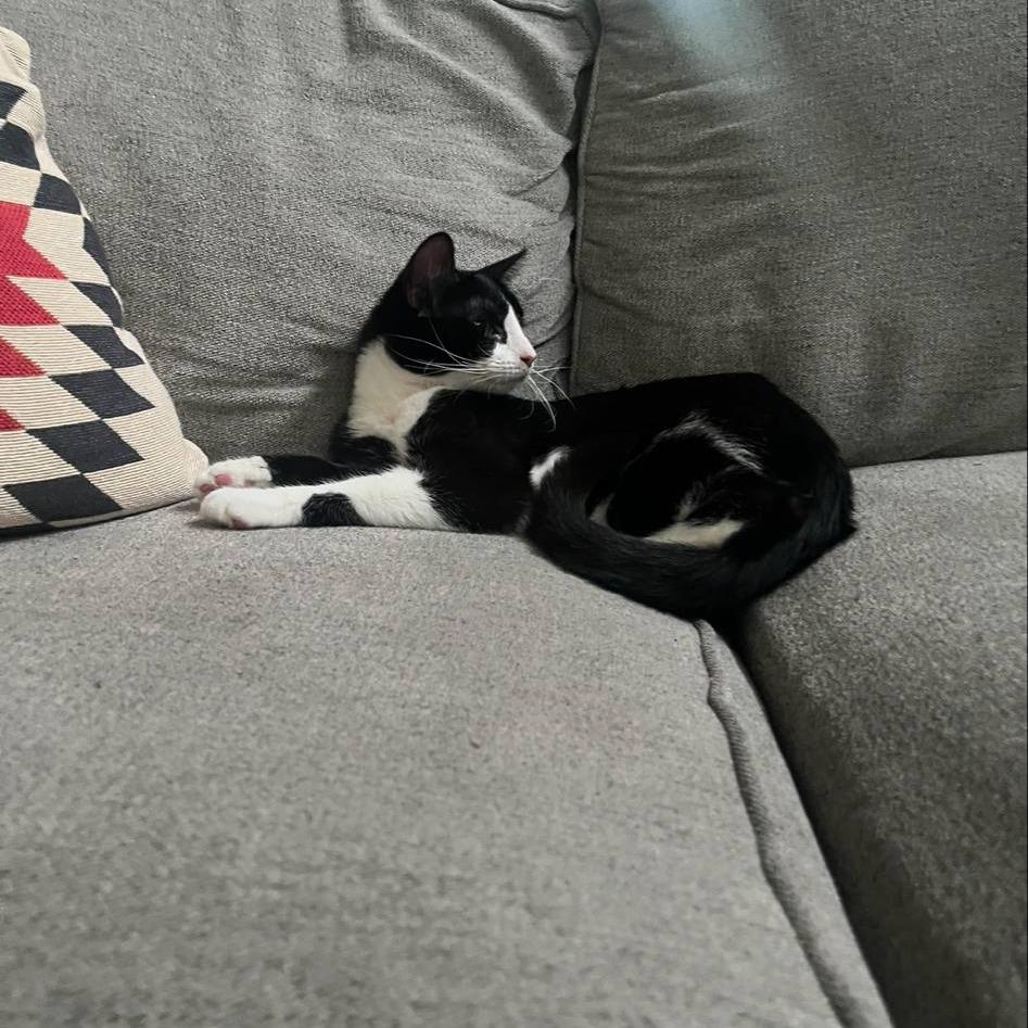 Enlarge Daisy, a Adoptable Domestic Short Hair in Hedgesville, WV image 2/6