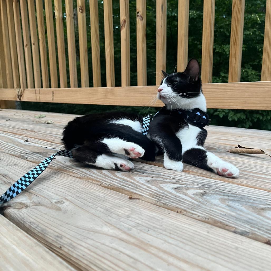 Enlarge Daisy, a Adoptable Domestic Short Hair in Hedgesville, WV image 3/6