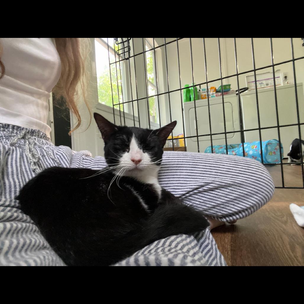 Enlarge Daisy, a Adoptable Domestic Short Hair in Hedgesville, WV image 4/6