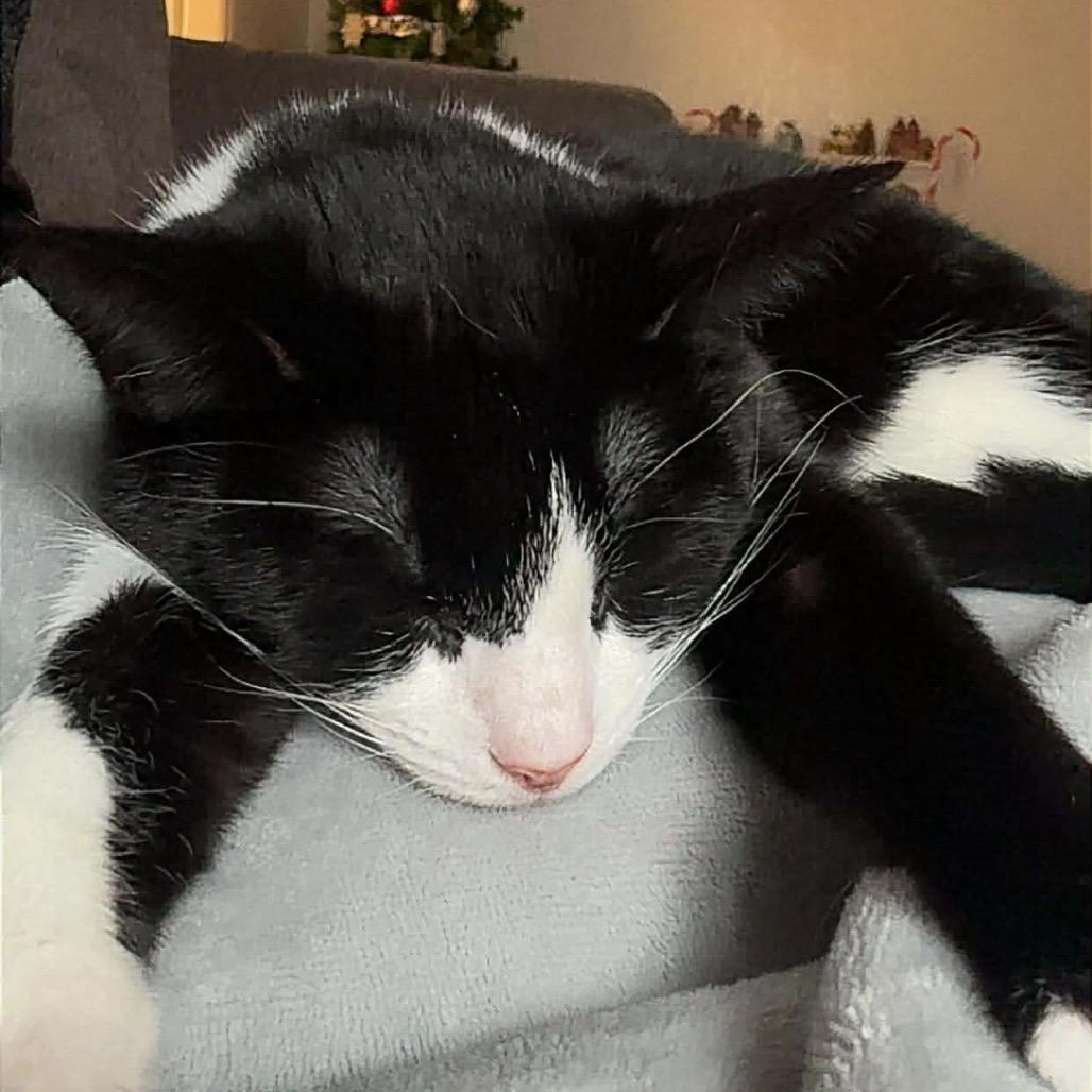 Enlarge Daisy, a Adoptable Domestic Short Hair in Hedgesville, WV image 5/6