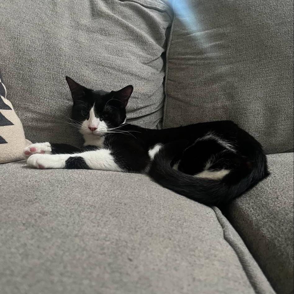 Enlarge Daisy, a Adoptable Domestic Short Hair in Hedgesville, WV image 6/6