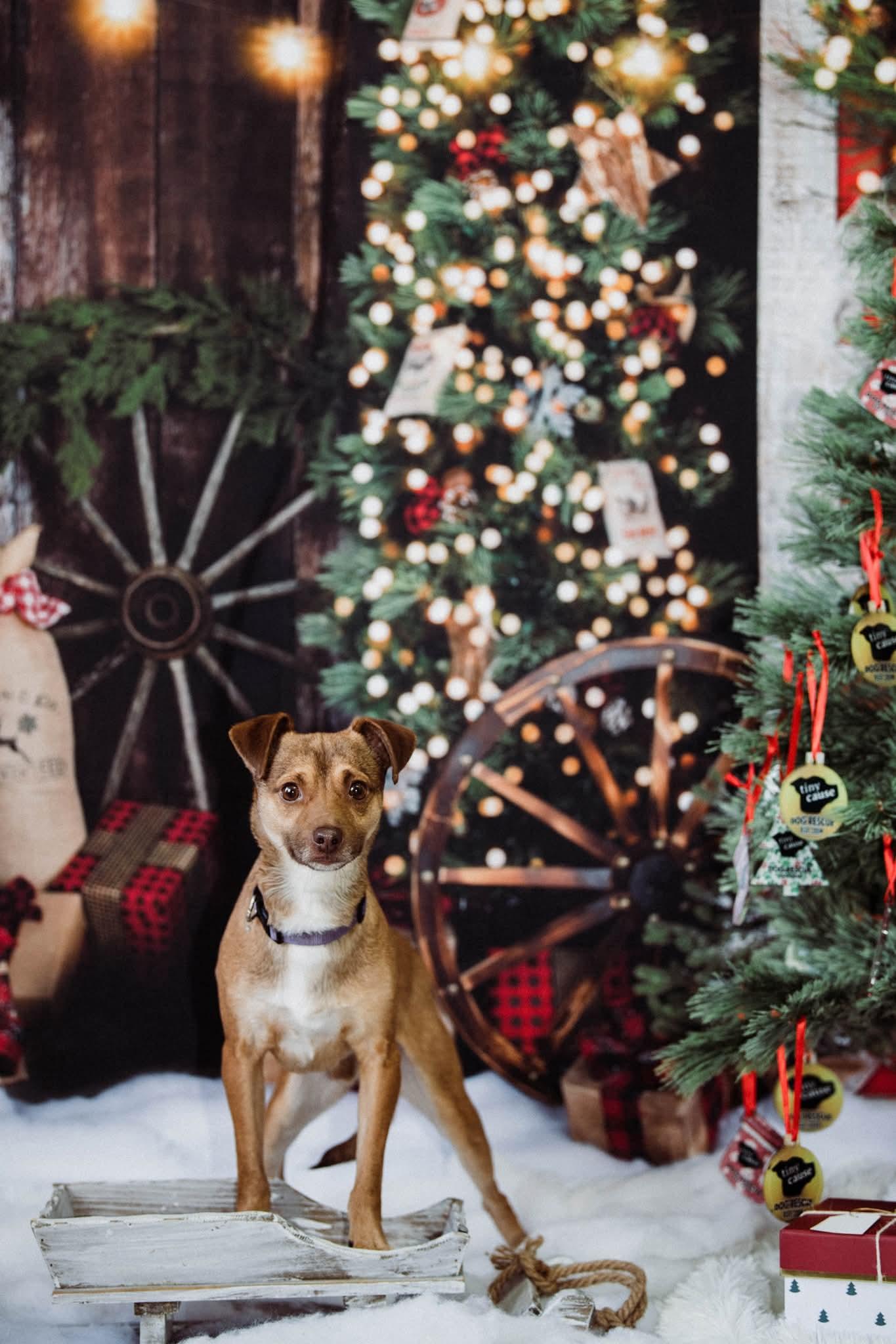 PEANUT BUTTER. tinycauseadopt@gmail.com , a ADOPTABLE Chihuahua in Vandergrift, PA image 1/2