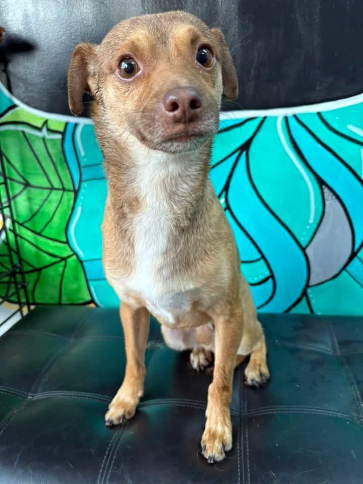 PEANUT BUTTER. tinycauseadopt@gmail.com , a ADOPTABLE Chihuahua in Vandergrift, PA image 2/2