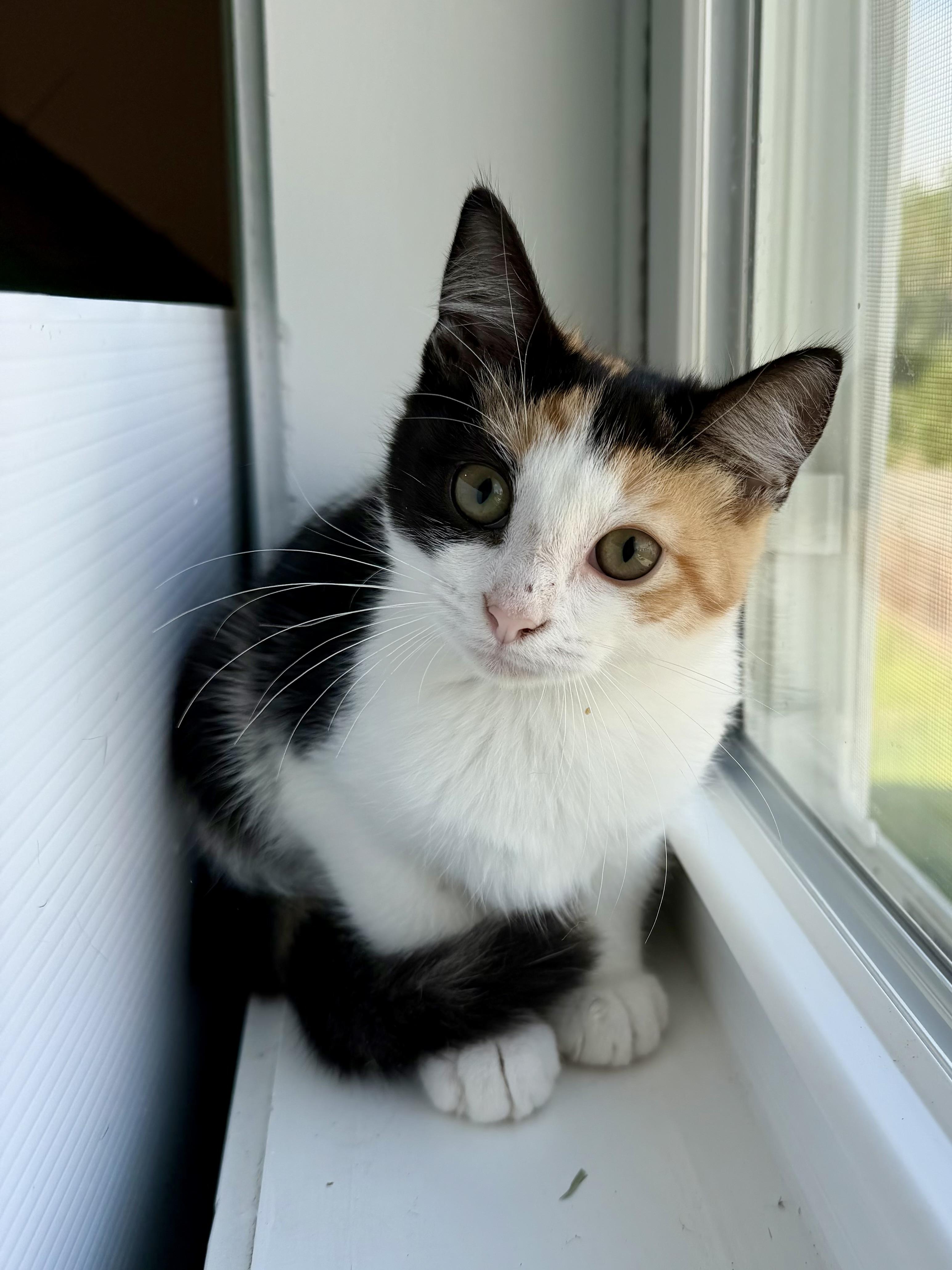 Enlarge S'mores, a Adopted Calico in Southern Pines, NC image 3/4