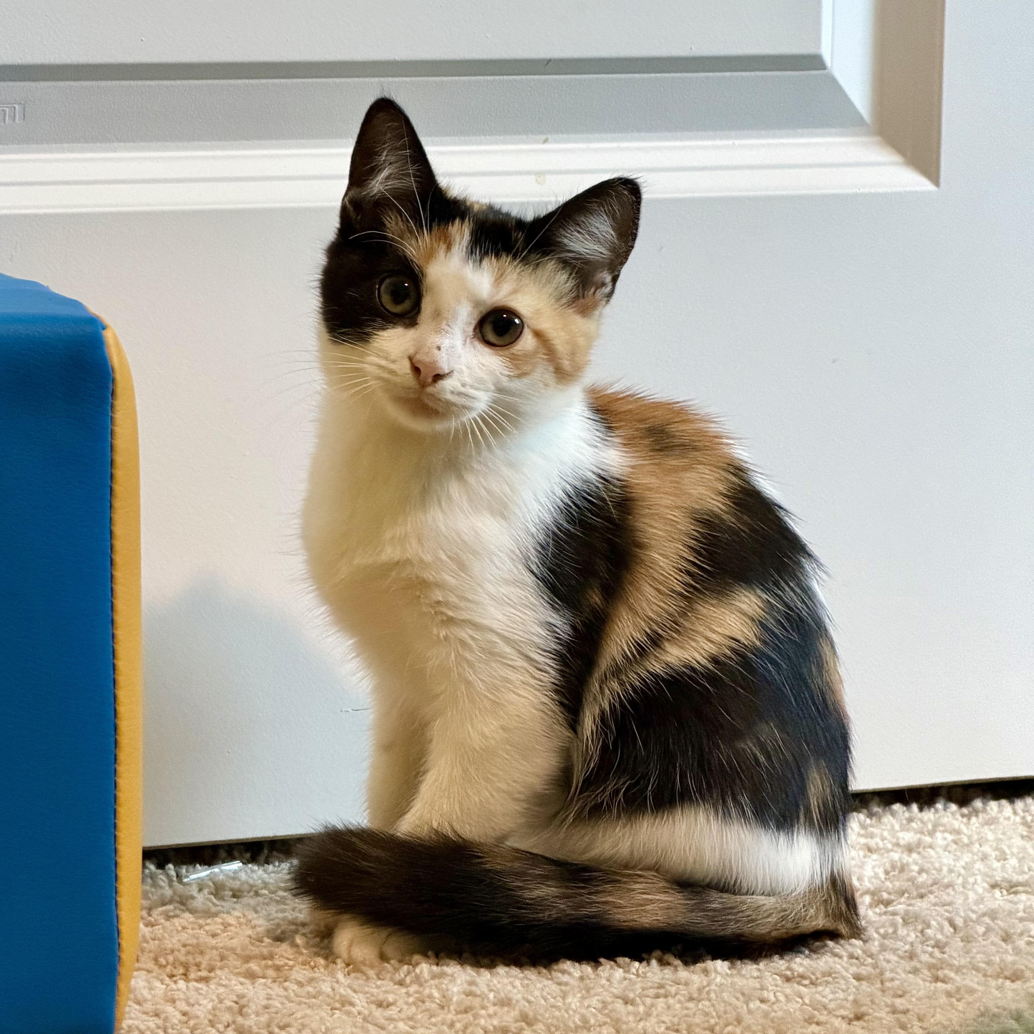 S'mores, Adopted, Kitten Female Calico.